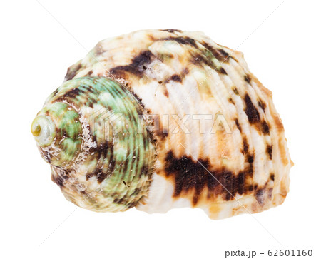 helix brown spotted shell of whelk mollusc 62601160