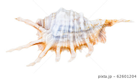 blue shell of murex snail isolated on white 62601204