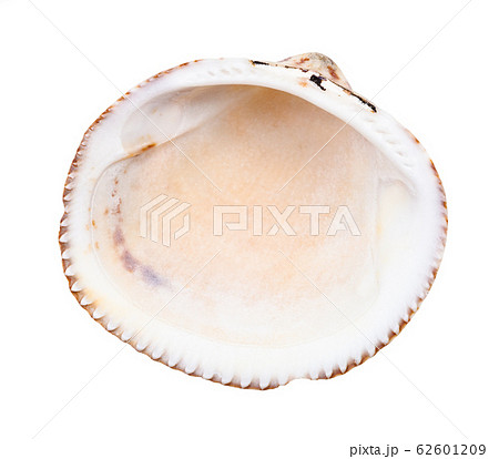 empty old shell of cockle isolated on white 62601209