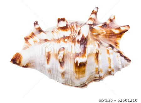seashell of sea snail isolated on white seashell of sea snail isolated on white 62601210