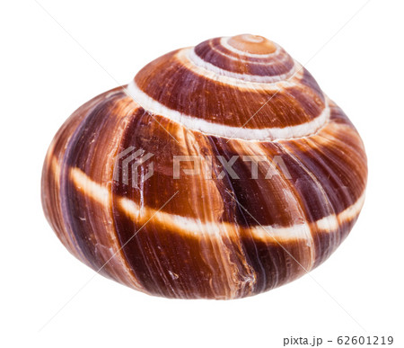shell of escargot snail isolated on white 62601219