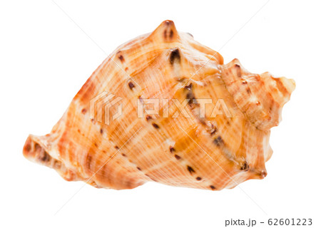 conch of rapana isolated on white 62601223