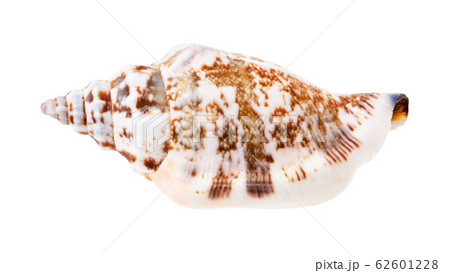 shell of whelk mollusc isolated on white 62601228