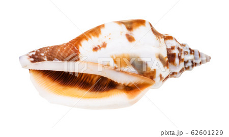 empty shell of whelk mollusc isolated on white 62601229
