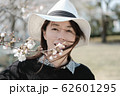 桜美しい 62601295