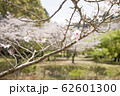 桜の枝 62601300