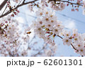 蜂と桜 62601301