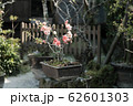 プリンセス桜 62601303