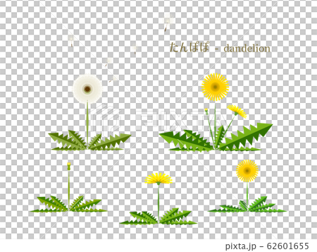 Simple illustration of dandelion 62601655