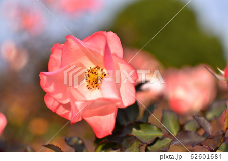 バラ　かれん 62601684