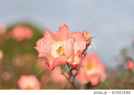 バラ　かれん 62601686