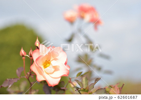 バラ　かれん 62601687