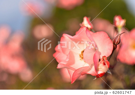 バラ　かれん 62601747