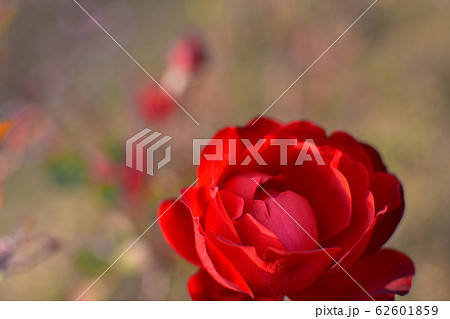 バラ　リリーマルレーン 62601859