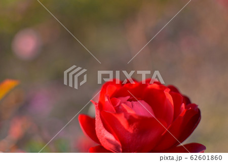 バラ　リリーマルレーン 62601860