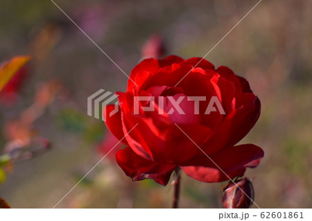 バラ　リリーマルレーン 62601861