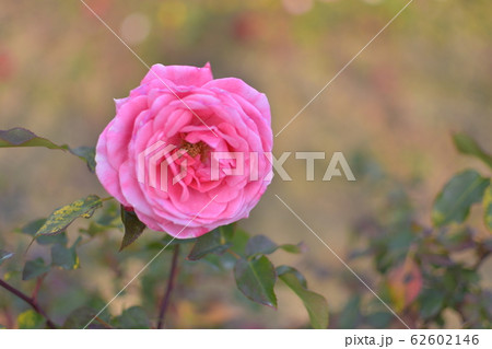 バラ　ピンク 62602146