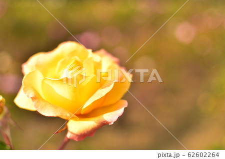 バラ　黄色 62602264