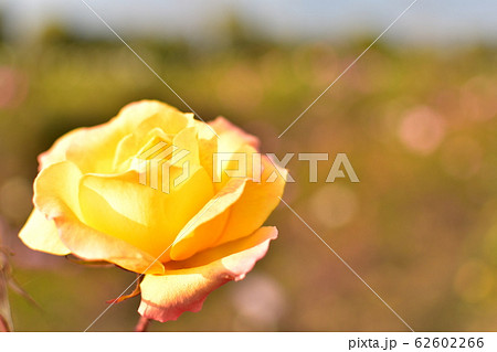 バラ　黄色 62602266