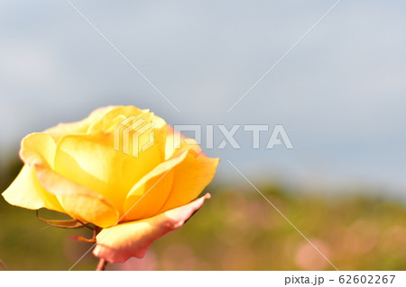 バラ　黄色 62602267
