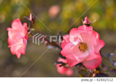 バラ　ピンク 62602512