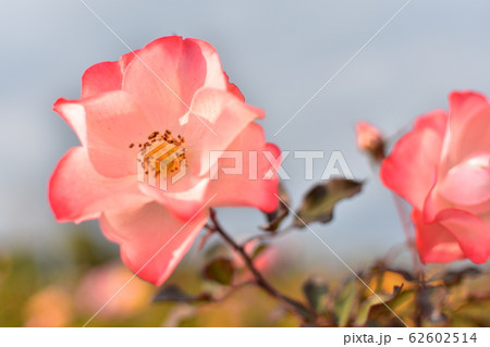 バラ　ピンク 62602514