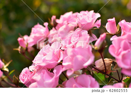 バラ　ピンク 62602555