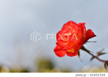 バラ　赤 62602588