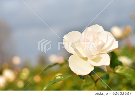 バラ　白 62602637