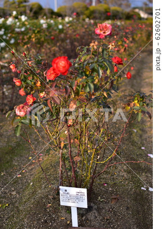 バラ　錦 62602701