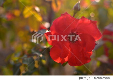 バラ　赤 62602900