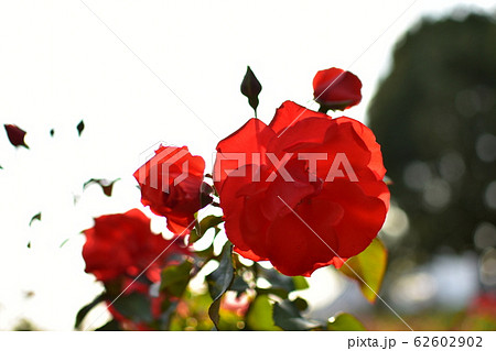 バラ　赤 62602902