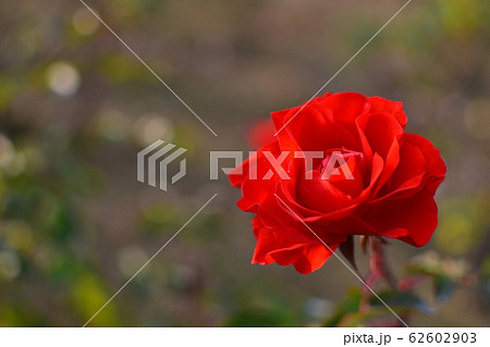 バラ　赤 62602903