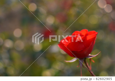 バラ　赤 62602905