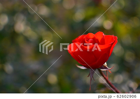 バラ　赤 62602906