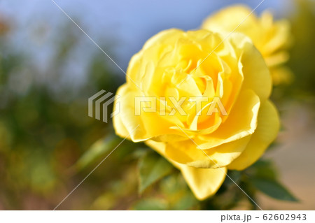 バラ　フリージア 62602943