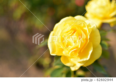 バラ　フリージア 62602944