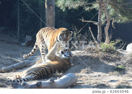 動物園 虎 野生動物 62603046
