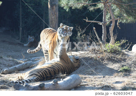 動物園 虎 野生動物 62603047