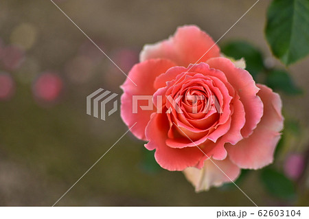 バラ　ピンク 62603104