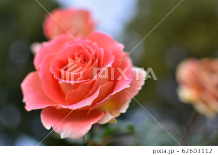 バラ　ピンク 62603112