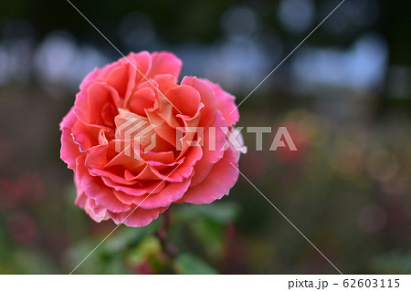バラ　ピンク 62603115