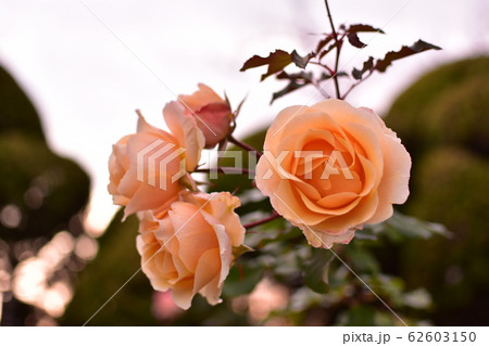 バラ　ピンク 62603150