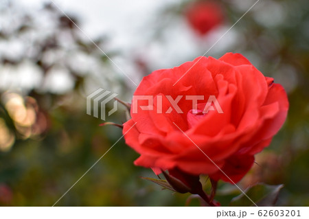 バラ　赤 62603201
