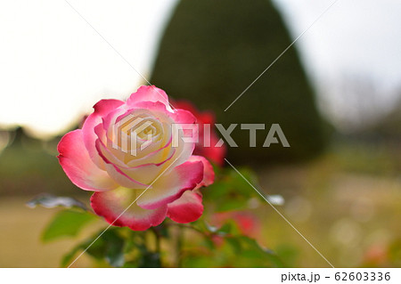 バラ　ピンク 62603336