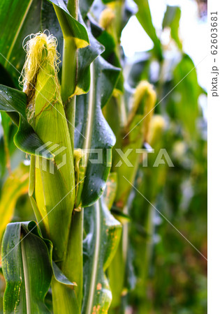 Corn await harvest in the farm 62603681
