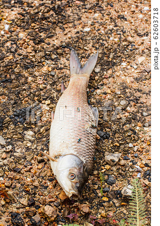Dead fish in the river 62603718