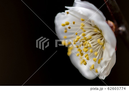 梅の花 62603774