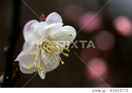 梅の花 62603775