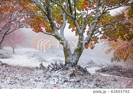 比婆山連峰の紅葉に初雪の写真です。頂上付近の斜面を写しています。遠景にも紅葉が見えます。広島県 62603792